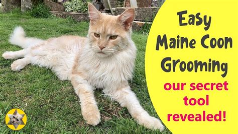 Grooming for Cats Near Me: 5-Star Reviews