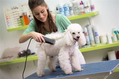 Grooming for Dogs Near Me: The Ultimate Guide to Keeping Your Furry Friend Healthy and Happy