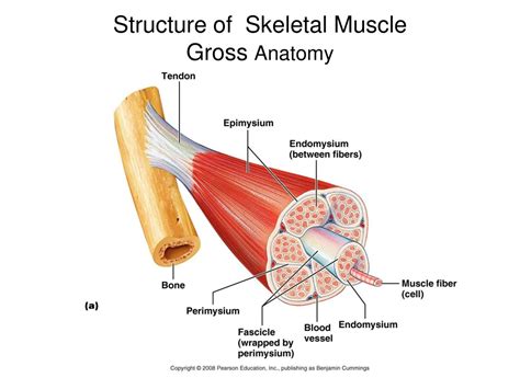 Gross Anatomy PDF