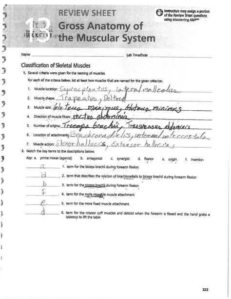 Gross Anatomy Of The Muscular System Answer Key Exercise 15 Doc
