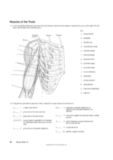 Gross Anatomy Of The Muscular System Answer Key Exercise 15 Doc