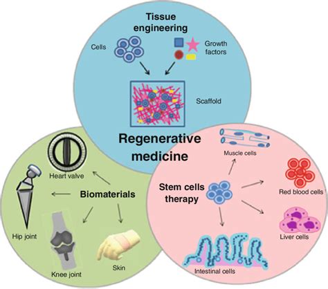 Groundbreaking Research and Applications in Regenerative Medicine