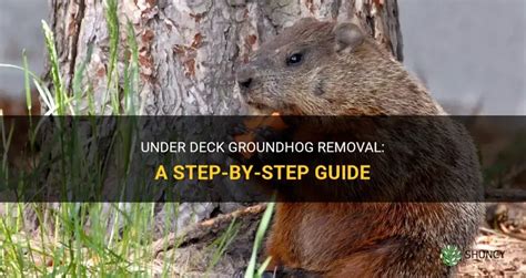 Groundhog Under Deck: A Comprehensive Guide to Removal, Prevention, and Safety
