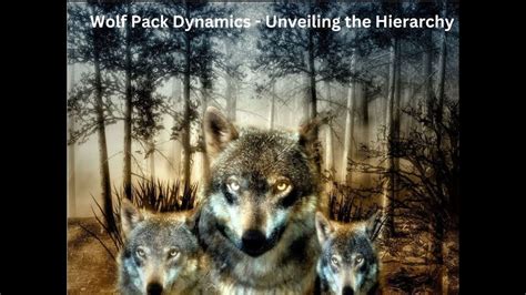 Group Wolf: Unveiling the Dynamics and Impact of Wolf Packs