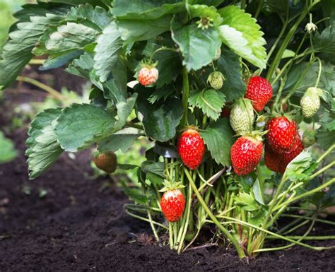 Grow Bumper Harvests of Luscious June Bearing Strawberries in Your Garden