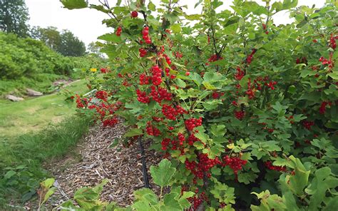 Grow Luscious Currants in Your Garden: A Comprehensive Guide