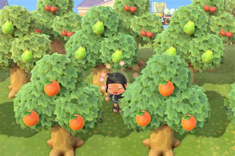 Growing Cherries in ACNH