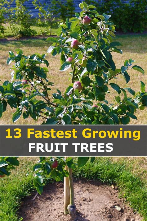 Growing Fruit Doc