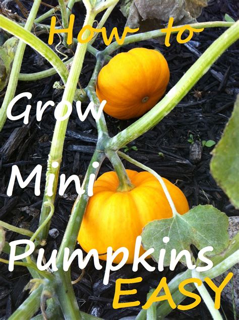 Growing Minnie Pumpkins