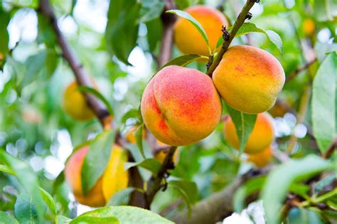 Growing Peaches Sites Reader