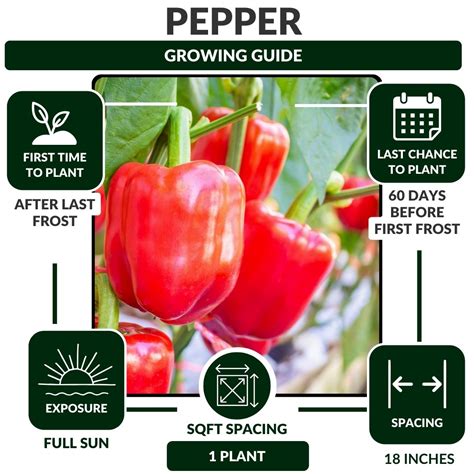 Growing Peppers: The Ultimate Guide to Fertilizer and Nutrition