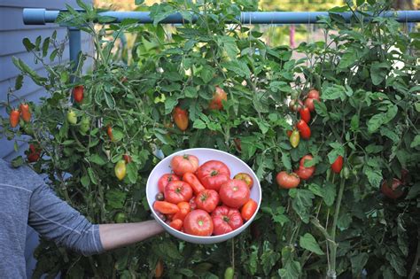 Growing Tomatoes For Early Market PDF