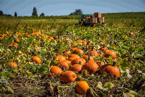 Growing a Pumpkin Reader