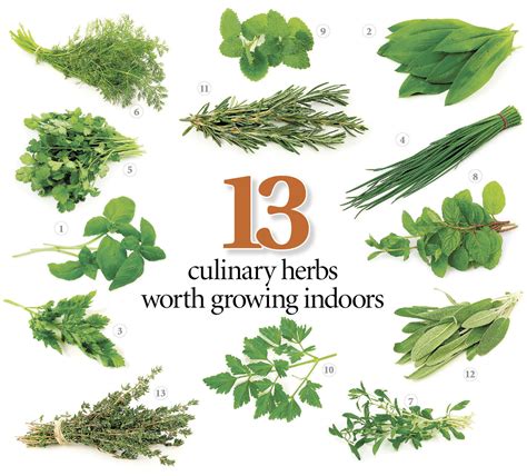 Growing and Cooking Herbs A Quick Start Guide to Growing and Cooking with Popular Herbs from Basil and Cilantro to Rosemary and Sage Reader