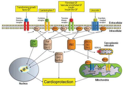 Growth Factors and their Receptors in cell Differentiation Epub