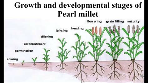 Growth and Development of the Pearl Millet Plant PDF