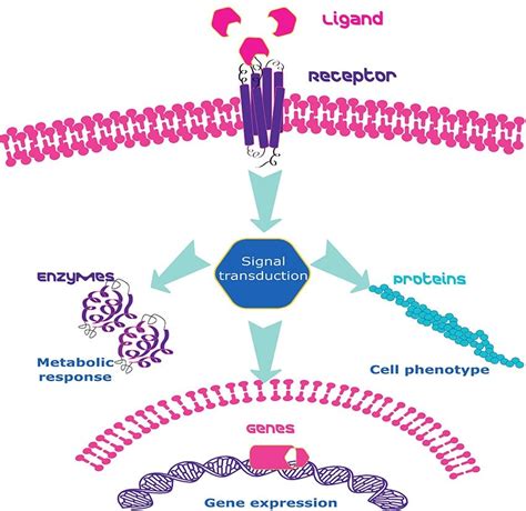 Growth factors: