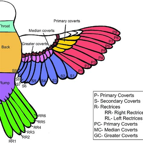 Gryphons of a Feather: A Comprehensive Guide to Avian Hybrids