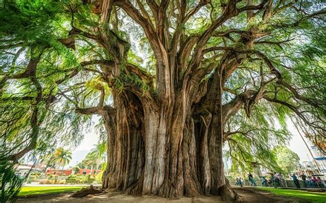 Guadalupe Olivo: A Comprehensive Guide to the Sacred Tree of Mexico