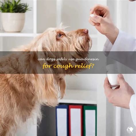 Guaifenesin for Dogs: A Comprehensive Guide for Pet Owners