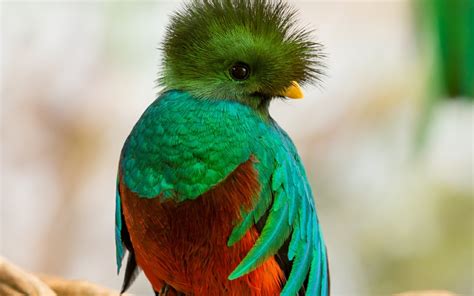 Guatemala Quetzal