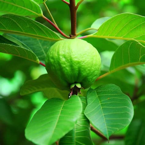 Guava Plant Fertilizer: Top 4 Essential Nutrients and How to Apply Them