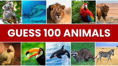 Guess Phrase Animals Answers Doc