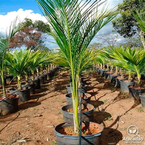 Guia Completo para Mudas de Palmeiras: Escolha, Plantio e Cuidados para um Jardim Tropical