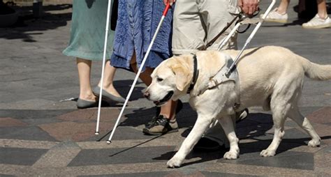 Guide Dogs of America: Empowering the Visually Impaired for 50 Years