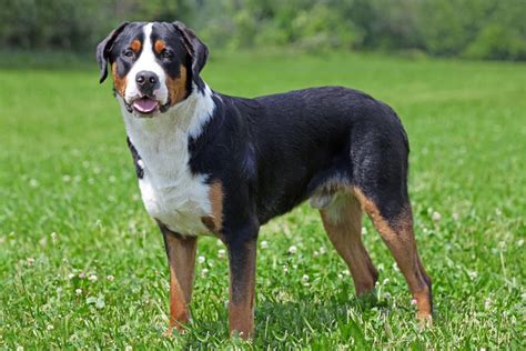 Guide to Finding Reputable Greater Swiss Mountain Dog Breeders