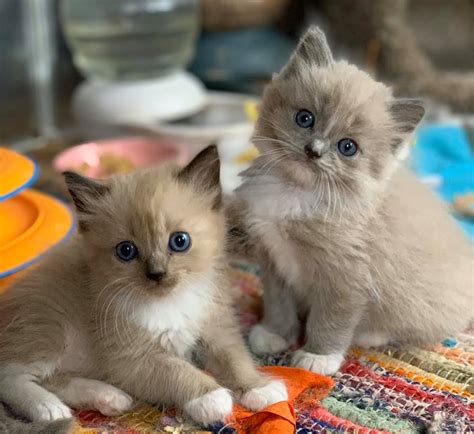 Guide to Finding the Perfect Ragdoll Kitten Near You