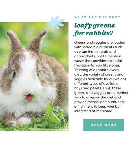 Guide to Greens for Rabbits: Essential Nutrition and Potential Health Benefits