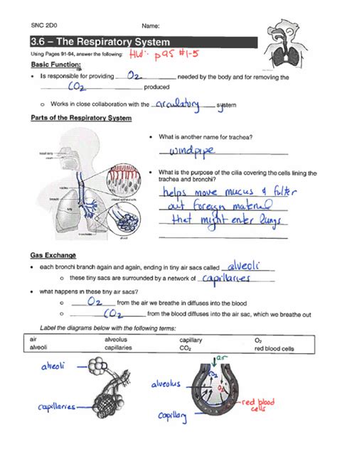 Guided The Respiratory System Answers PDF