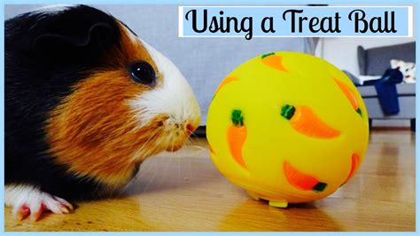 Guinea Pig Balls: A Comprehensive Guide for Optimal Pet Well-being