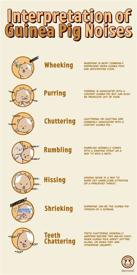 Guinea Pig Noises Chart