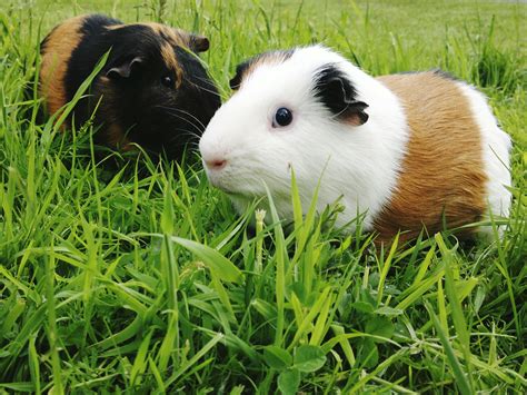 Guinea pigs