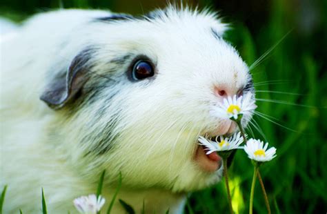 Guinea pigs are adorable creatures