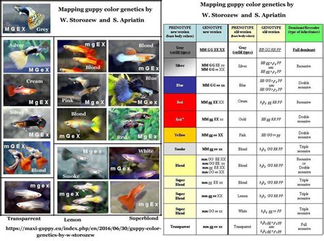 Guppy Size Chart