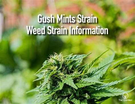 Gush Mints Strain: An Exploration of Its Qualities, Effects, and Cultivation