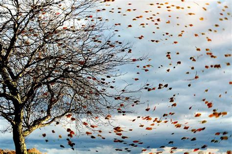 Gusty Winds: A Force of Nature