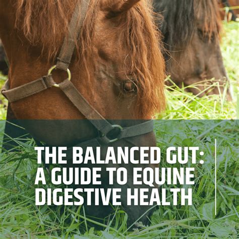 Gut X: The Ultimate Guide to Enhancing Equine Digestive Health