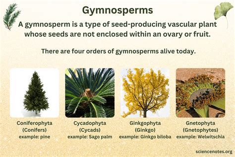 Gymnosperms