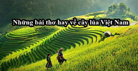 Hợp ca ca ngợi cây lúa Việt Nam: Một bản tình ca hòa cùng âm hưởng thời đại