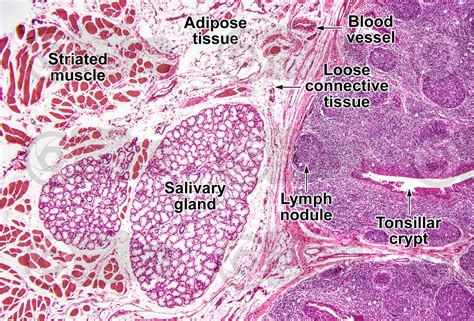 HISTOLOGY Reader