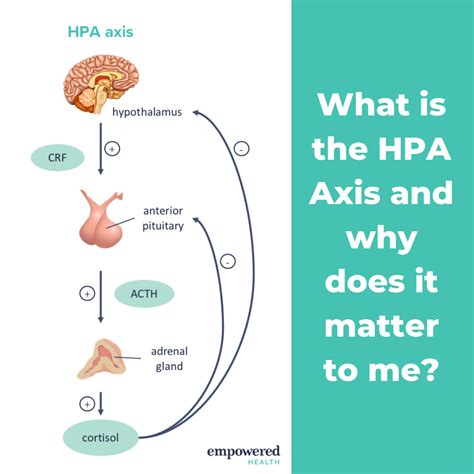 HPA Axis Function and its Impact on Health