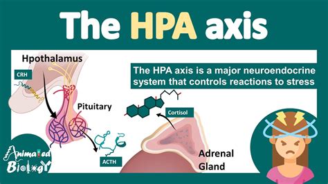 HPA Measurement: A Comprehensive Guide to Adrenal Function and Stress Assessment