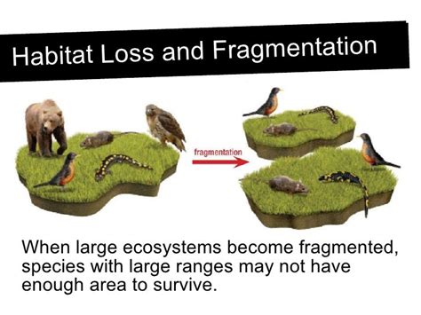 Habitat Loss and Fragmentation: