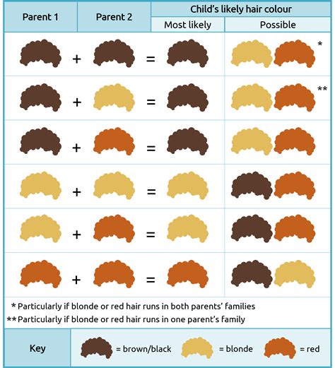Hair Color Genetics Chart