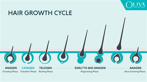 Hair Growth and Structure