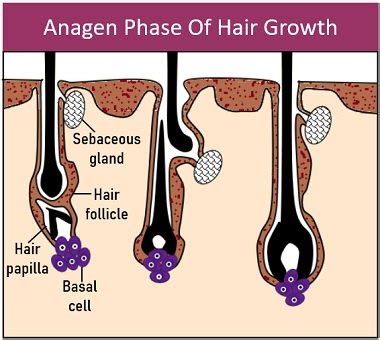 Hair Growth and the Anagen Phase